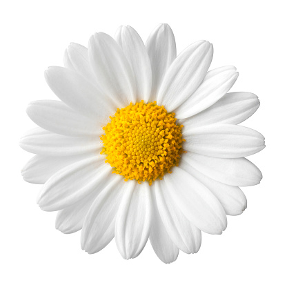 Image of A Daisy