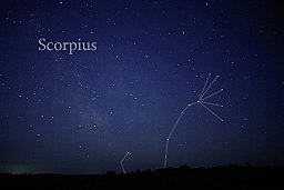 Scorpius